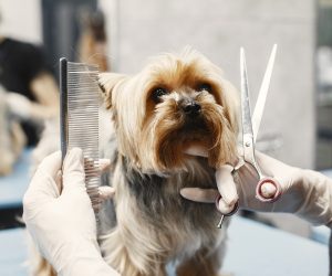 Dog Grooming