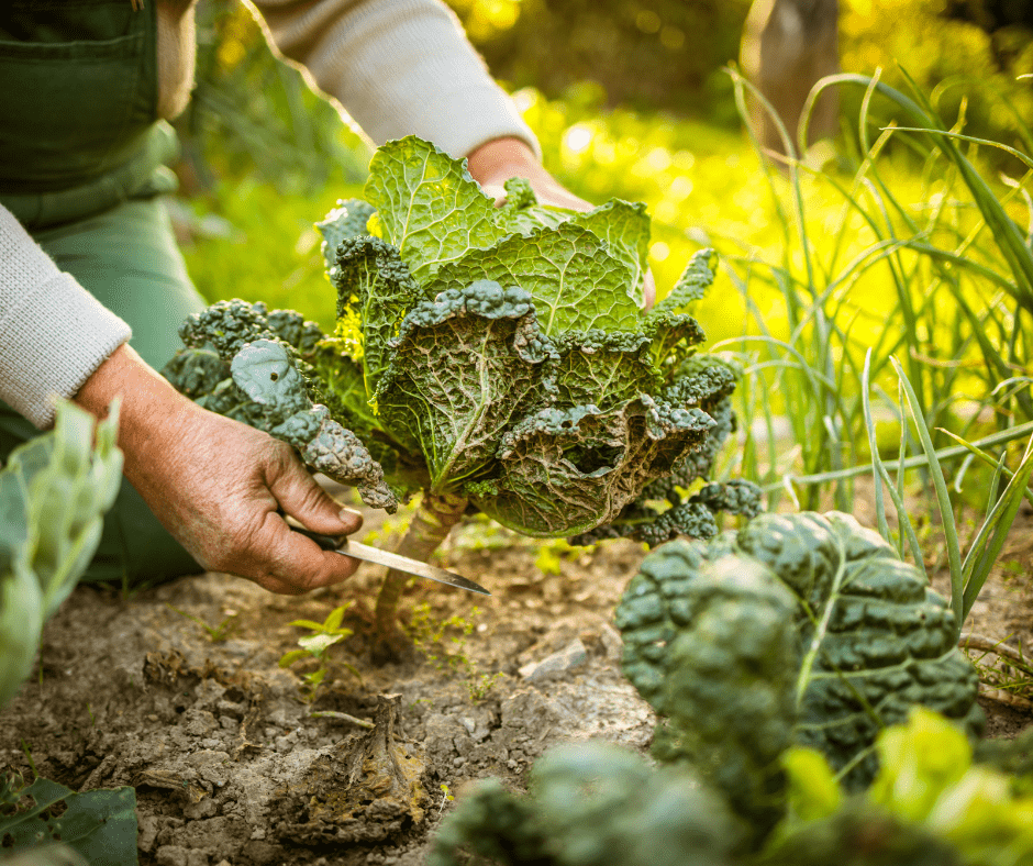 permaculture